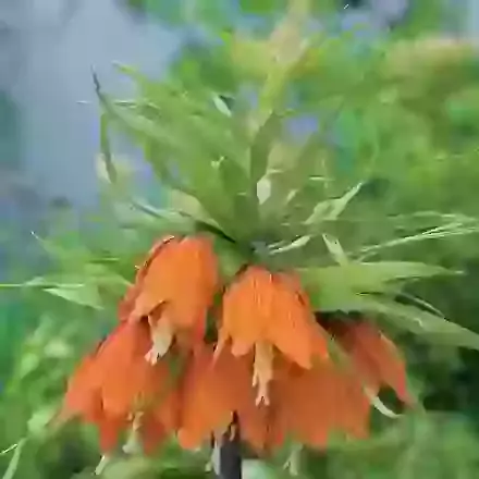 Imperialis Garland Star